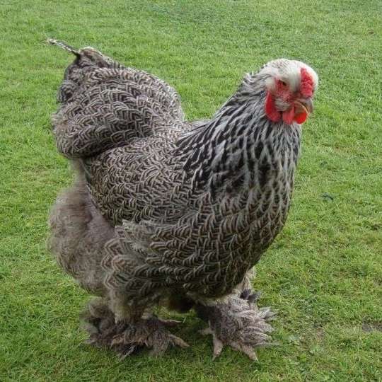 مرغ و خروس برهما