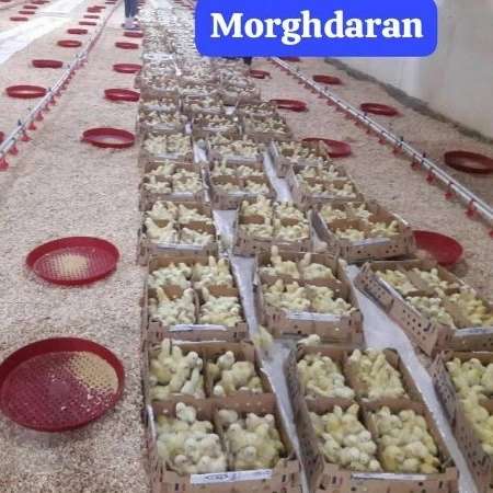 فروشگاه خوراک دام و طیور مرغداران در تالش