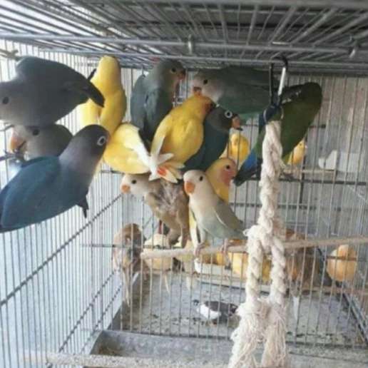 حیوانات خانگی شمس