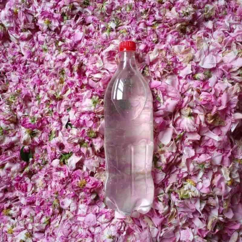گلاب سنتی نيلو