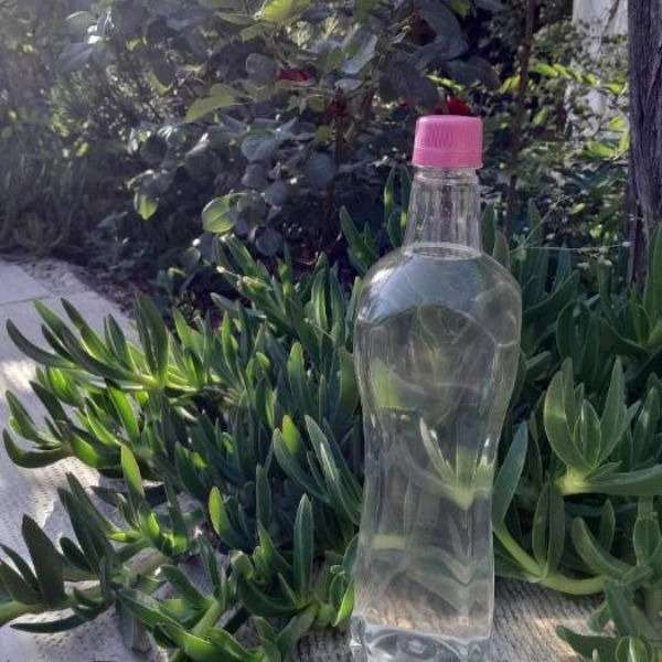 گلاب سنتی نيلو