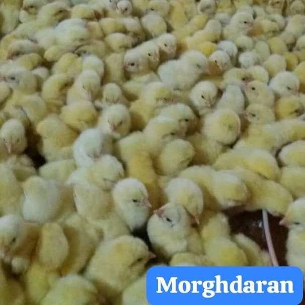 فروشگاه خوراک دام و طیور مرغداران در تالش