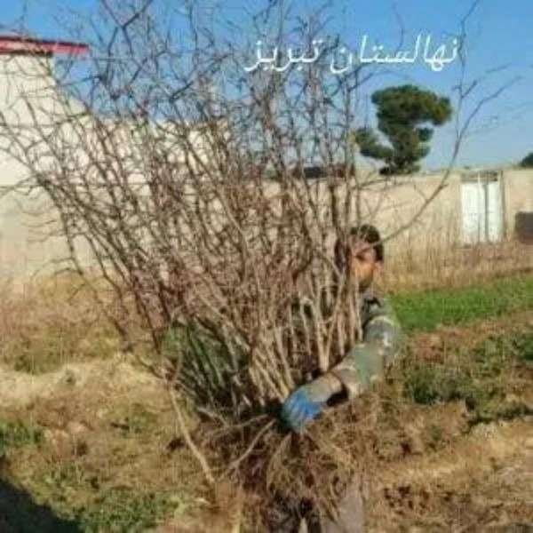 نهالستان بشیرزاده