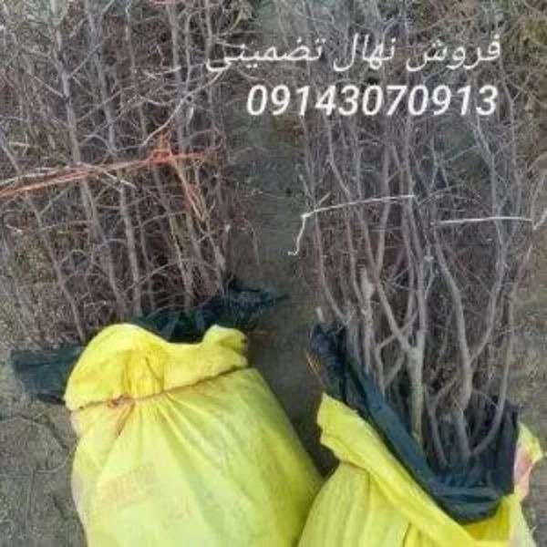 نهالستان بشیرزاده