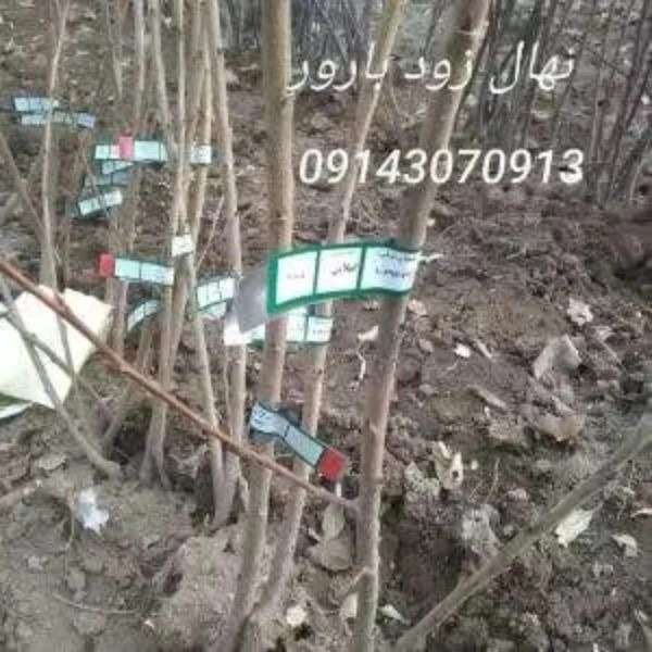 نهالستان بشیرزاده