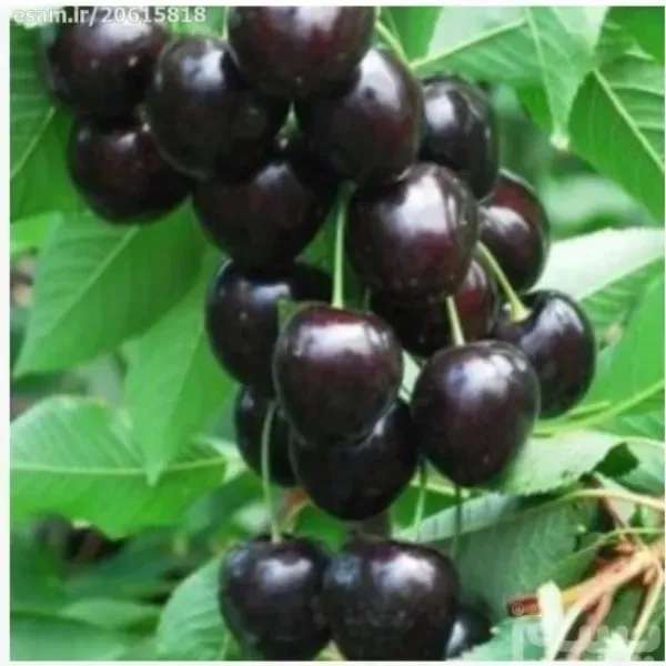 گردو ژنوتیپ