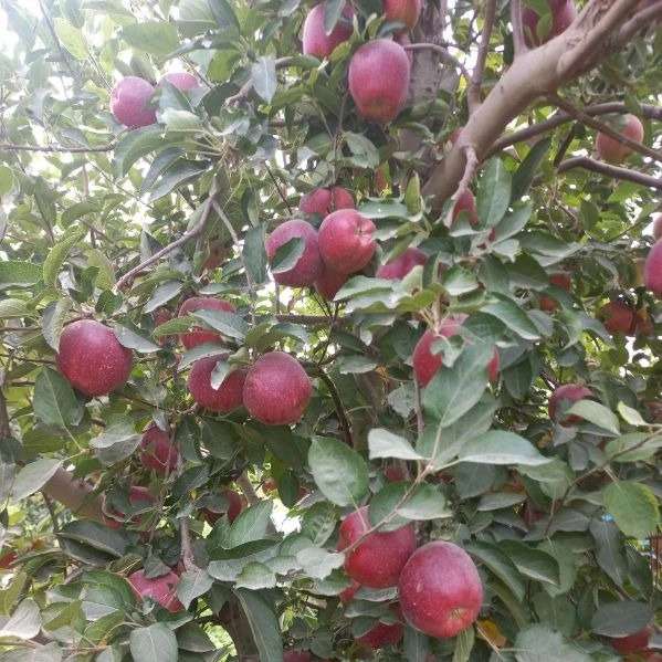 باغستان نوبهار جعفرمیرزایی