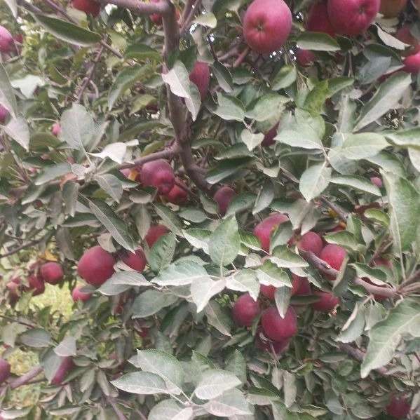 باغستان نوبهار جعفرمیرزایی