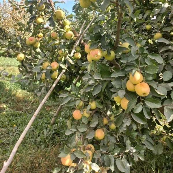 باغستان نوبهار جعفرمیرزایی