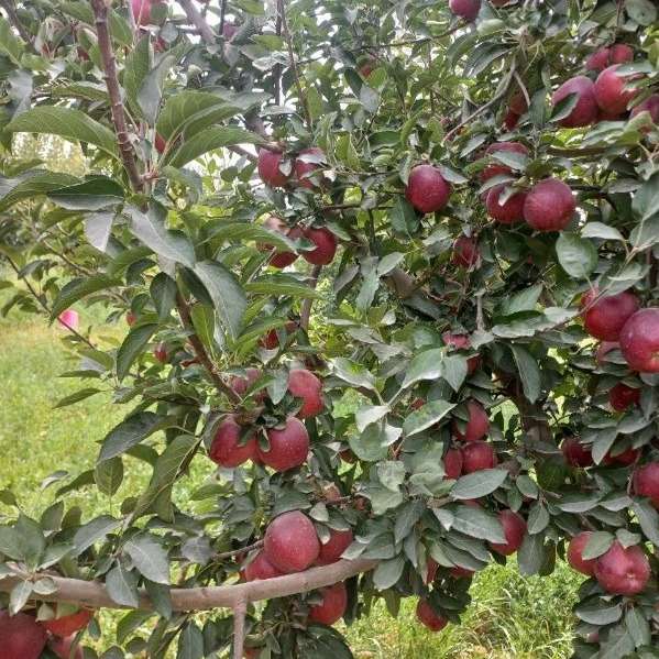 باغستان نوبهار جعفرمیرزایی