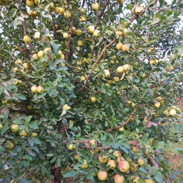باغستان نوبهار جعفرمیرزایی