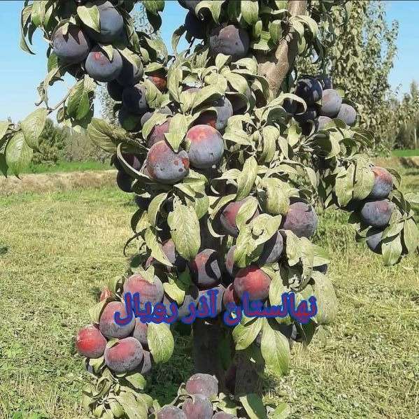 نهالستان