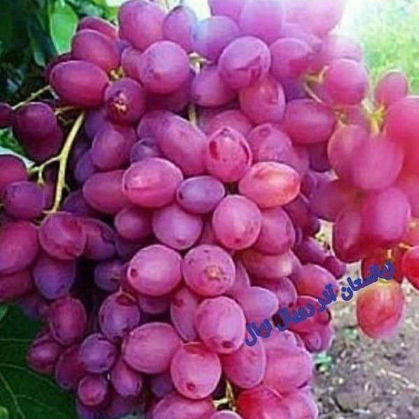 نهالستان