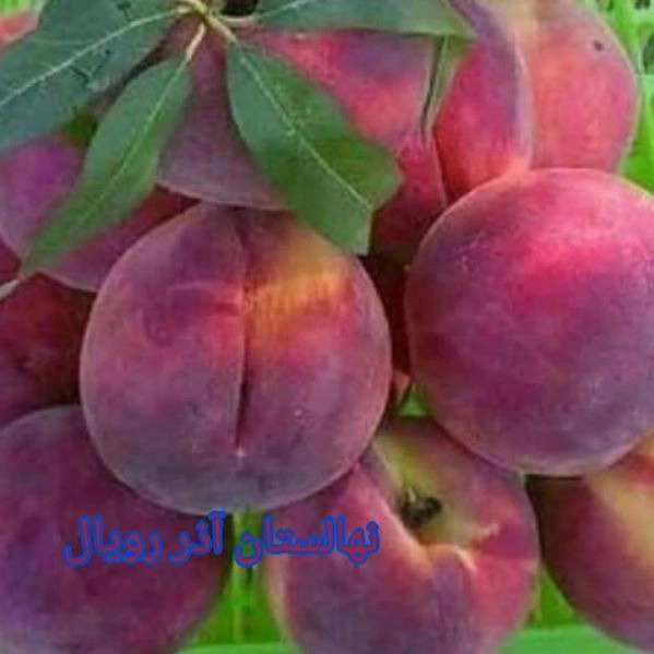 نهالستان
