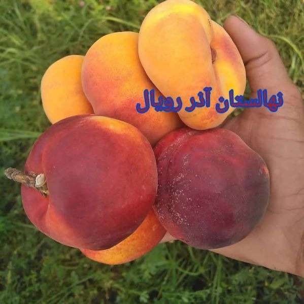 نهالستان