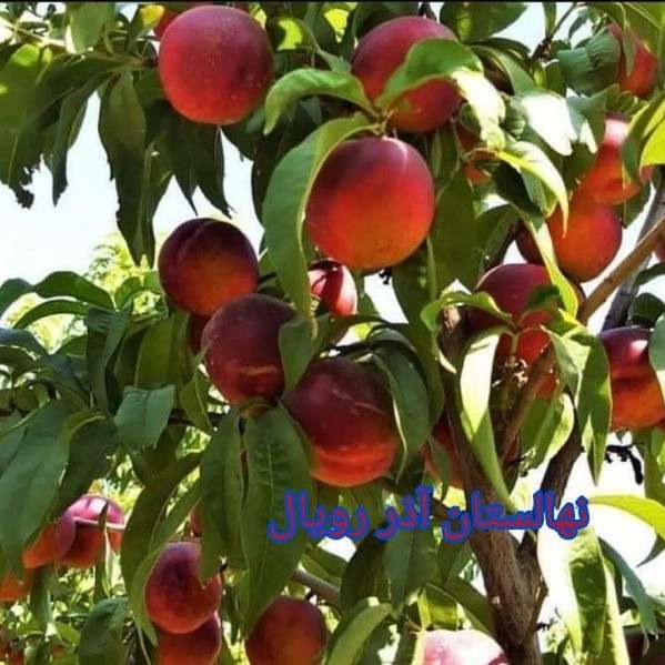 نهالستان