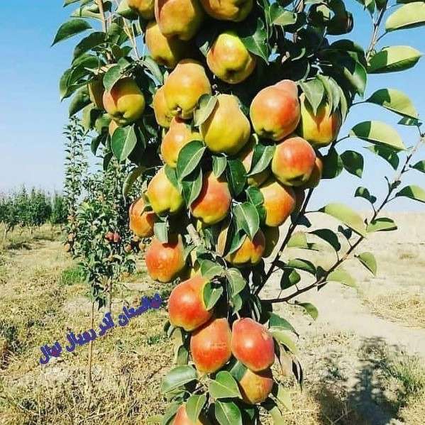 نهالستان