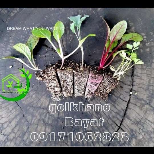 نشا و گلخانه بیات
