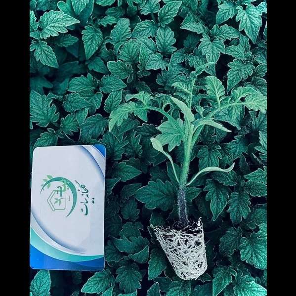 نشا و گلخانه بیات