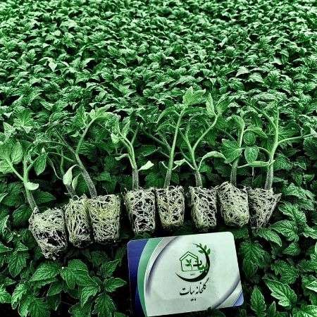نشا و گلخانه بیات