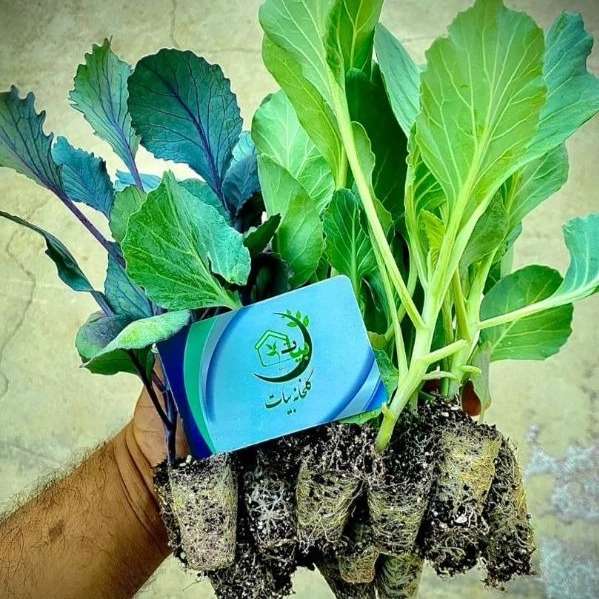 نشا و گلخانه بیات