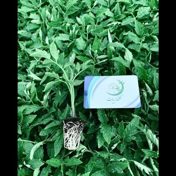 نشا و گلخانه بیات