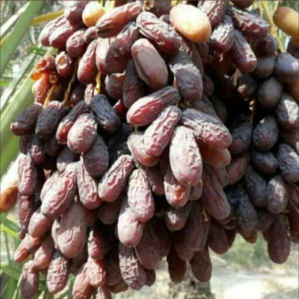 نخلستان خرمای پیارم آروین