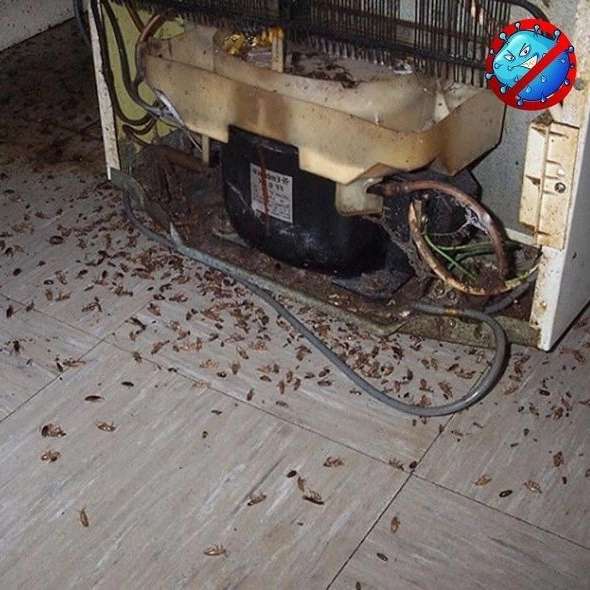 سمپاشی تخصصی پارساگستر در رشت