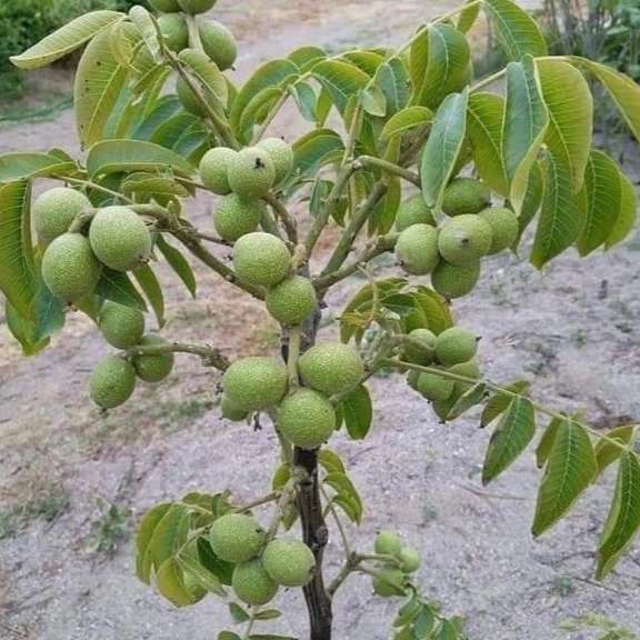 نهالستان مهندس باوقر
