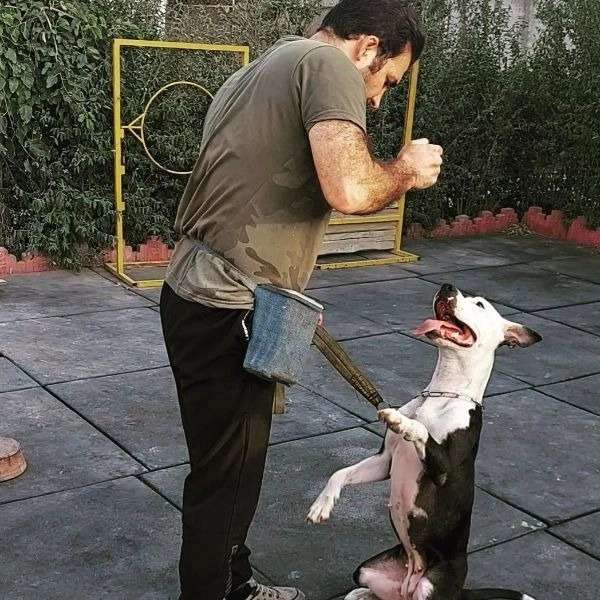 مرکز آموزشی سگ های کار هیرو k9 در کرج