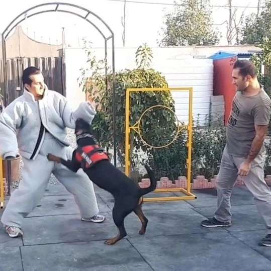 مرکز آموزشی سگ های کار هیرو k9 در کرج