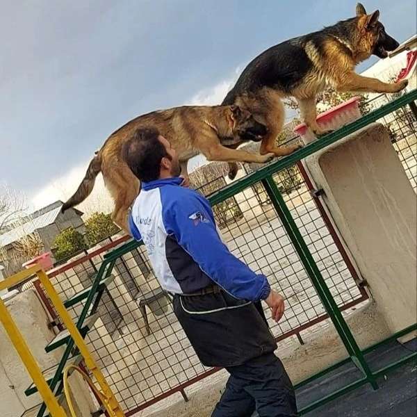 مرکز آموزشی سگ های کار هیرو k9 در کرج