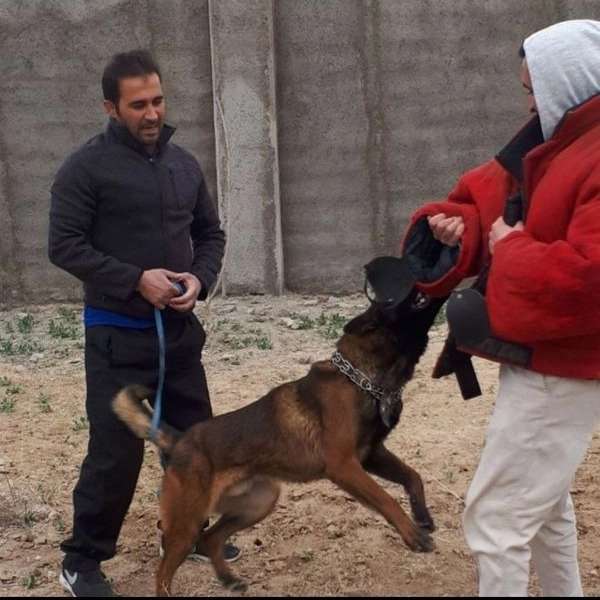 مرکز آموزشی سگ های کار هیرو k9 در کرج