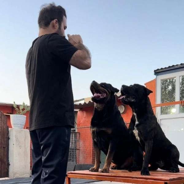 مرکز آموزشی سگ های کار هیرو k9 در کرج
