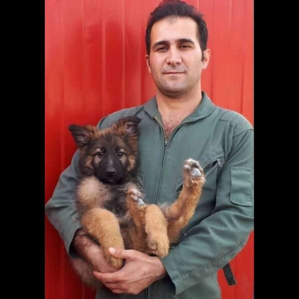 مرکز آموزشی سگ های کار هیرو k9 در کرج