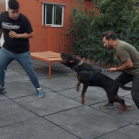 مرکز آموزشی سگ های کار هیرو k9 در کرج