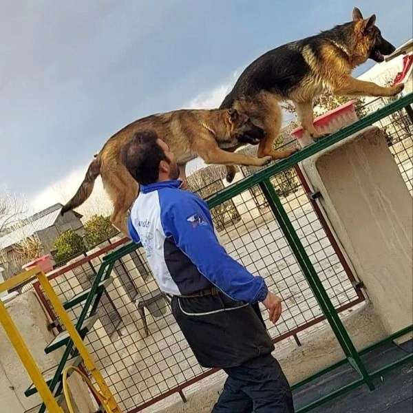 مرکز آموزشی سگ های کار هیرو k9 در کرج