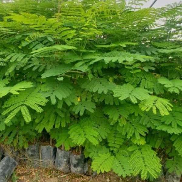 نهالستان سامیار