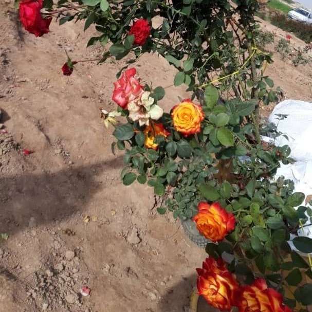 تولید و فروش گل رز هلندی و نهال مرکبات پیوندی در دزفول خوزستان