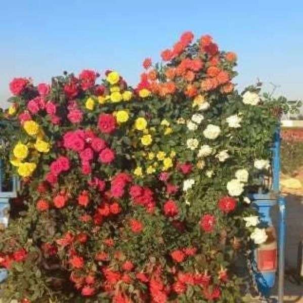 تولید و فروش گل رز هلندی و نهال مرکبات پیوندی در دزفول خوزستان