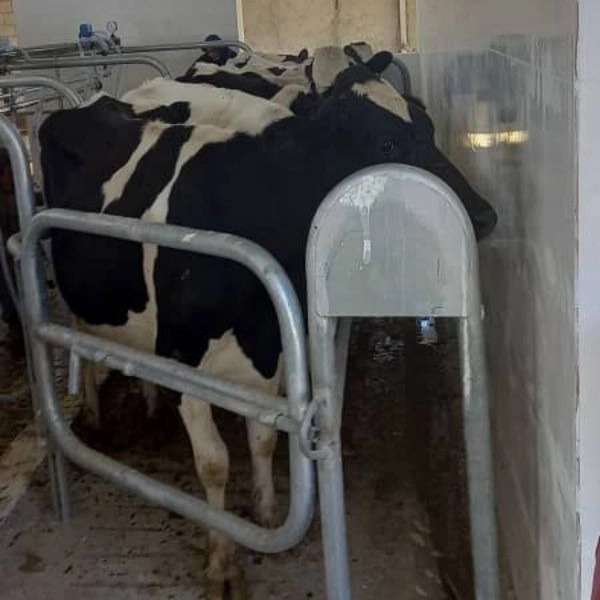 طاها صنعت