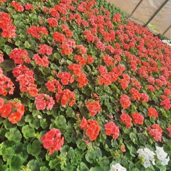نهالستان سامیار