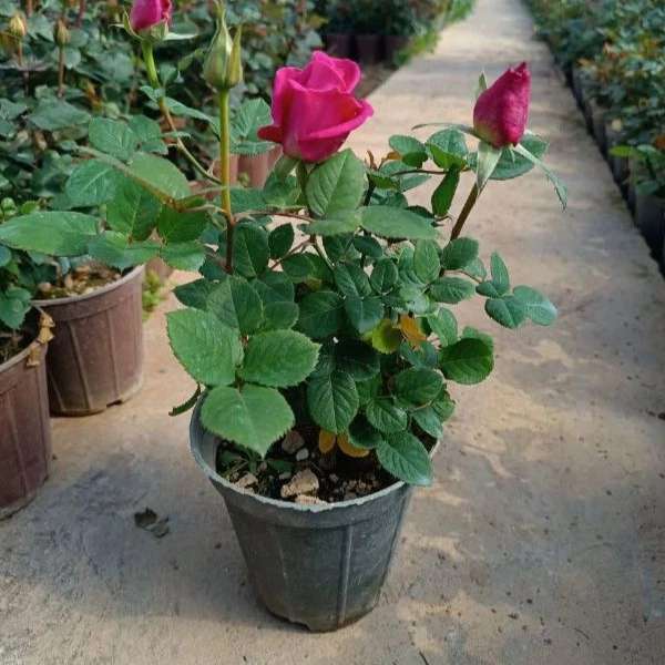 نهالستان سامیار