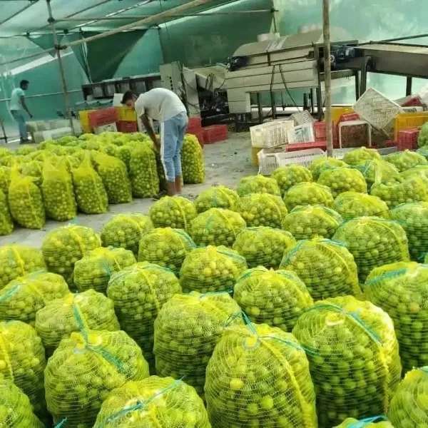 توری میوه و سبزی