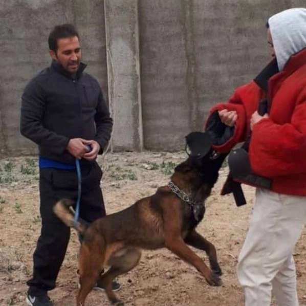 مرکز آموزشی سگ های کار هیرو k9 در کرج
