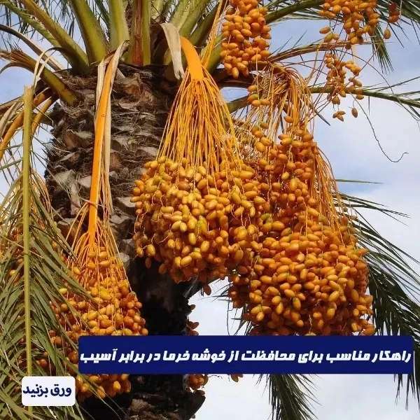 شبکه توری ضدسرمازدگی