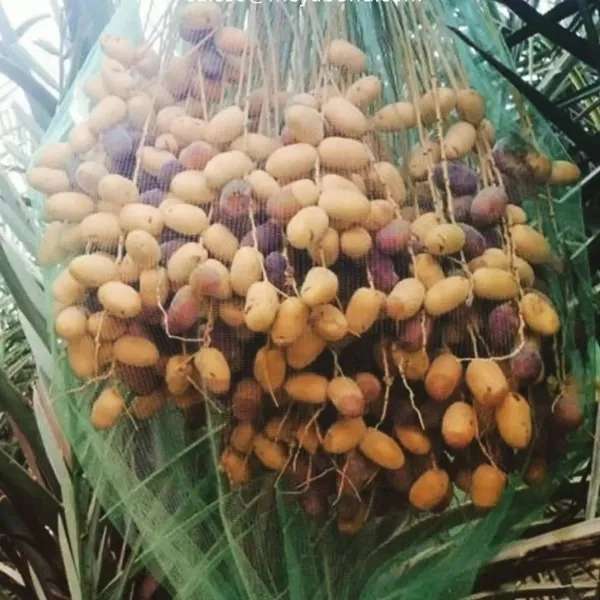 شبکه توری ضدسرمازدگی