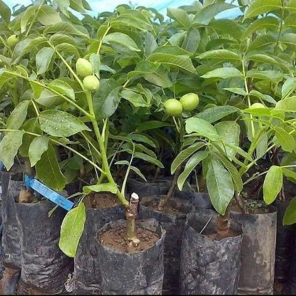 ارقام نهال گردو