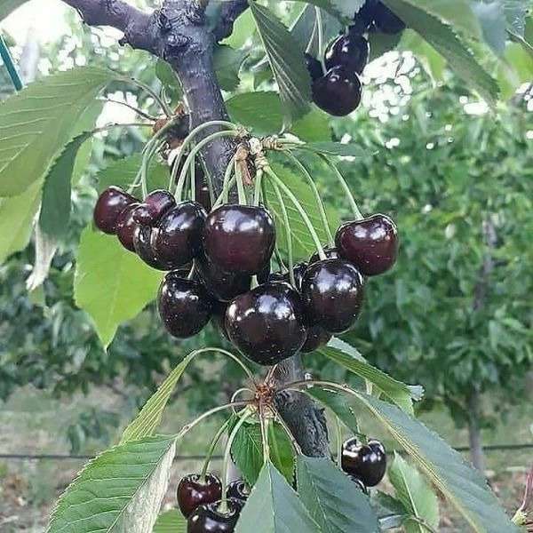 ارقام نهال آلبالو