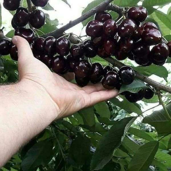 ارقام نهال آلبالو